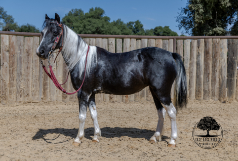 HorseID: 2317029 Cricket - PhotoID: 1104834