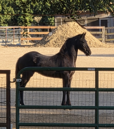 HorseID: 2317030 Grace Arabella - PhotoID: 1103719