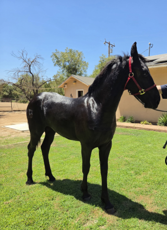 HorseID: 2317030 Grace Arabella - PhotoID: 1103720