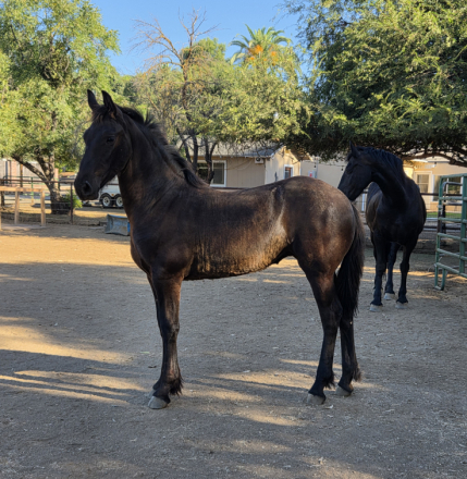 HorseID: 2317030 Grace Arabella - PhotoID: 1103721