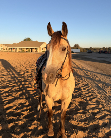 HorseID: 2317032 Sunrisa - PhotoID: 1104192