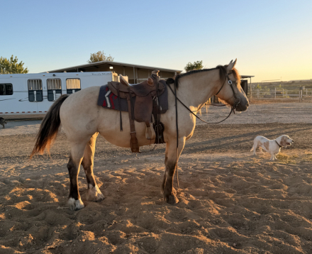 HorseID: 2317032 Sunrisa - PhotoID: 1104193