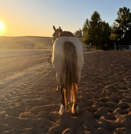 HorseID: 2317032 Sunrisa - PhotoID: 1104194