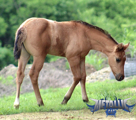 HorseID: 2317033 METALLIC CAT X REINING IN DIAMONDS - PhotoID: 1103722