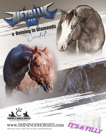 HorseID: 2317033 METALLIC CAT X REINING IN DIAMONDS - PhotoID: 1103724