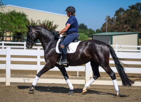 HorseID: 2317042 For Freedom - PhotoID: 1103730