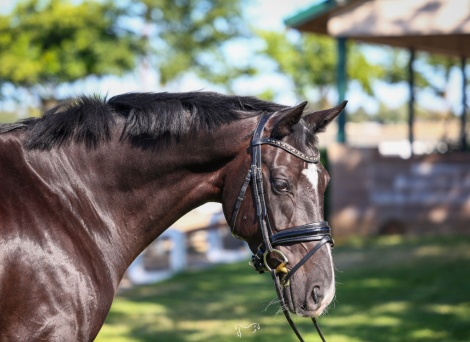 HorseID: 2317042 For Freedom - PhotoID: 1103731