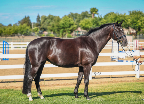 HorseID: 2317042 For Freedom - PhotoID: 1103732