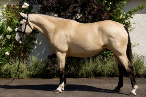 HorseID: 2317049 PEARLS BEAUTY - PhotoID: 1103738