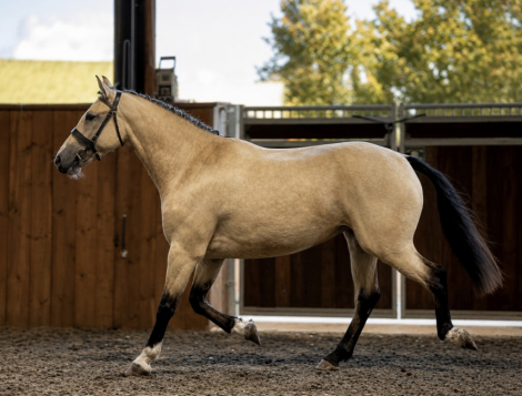 HorseID: 2317049 PEARLS BEAUTY - PhotoID: 1103739