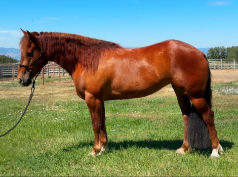 HorseID: 2317051 “Pockets” - PhotoID: 1103741