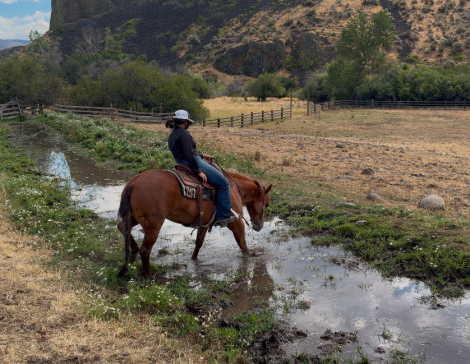 HorseID: 2317051 “Pockets” - PhotoID: 1103742