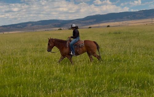 HorseID: 2317051 “Pockets” - PhotoID: 1103743