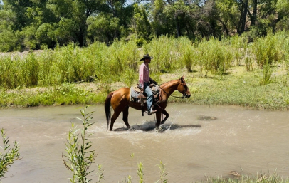 HorseID: 2317054 Trashed again - PhotoID: 1103756