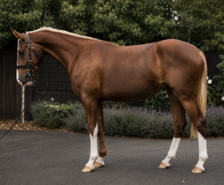HorseID: 2317057 Pennans Lady Dancer - PhotoID: 1103763