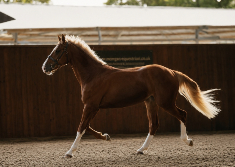 HorseID: 2317057 Pennans Lady Dancer - PhotoID: 1103764