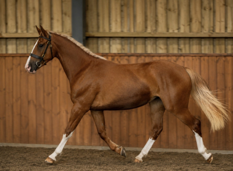HorseID: 2317057 Pennans Lady Dancer - PhotoID: 1103765