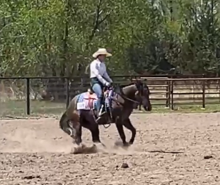 HorseID: 2317058 Sabre Roan Playgun - PhotoID: 1103773