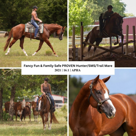 HorseID: 2317060 Wildly Inappropriate - PhotoID: 1103774