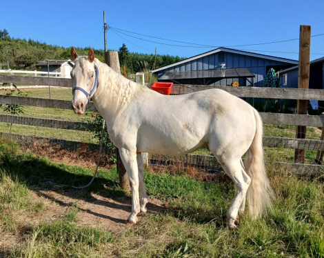 HorseID: 2317064 Prince of Dreams - PhotoID: 1105018