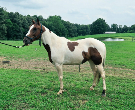 HorseID: 2317071 Cancun - PhotoID: 1103779