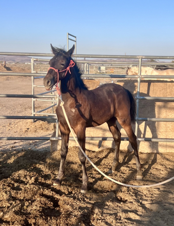 HorseID: 2317080 Royal’s Carbon Copy SW - PhotoID: 1103785