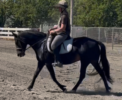 HorseID: 2317084 Bit-A-Honey - PhotoID: 1103789