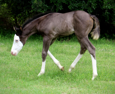 HorseID: 2317099 JUSTA SPLASH BOMB X SHINING C CLEOPATRA - PhotoID: 1103794