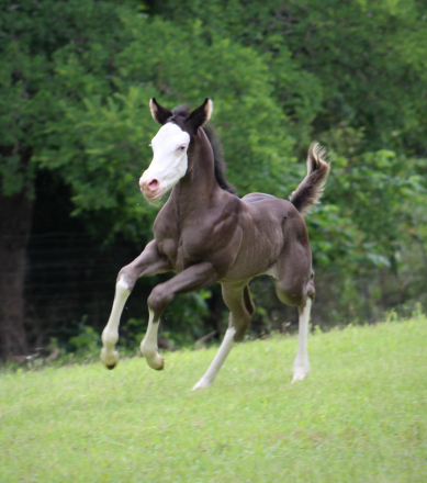 HorseID: 2317099 JUSTA SPLASH BOMB X SHINING C CLEOPATRA - PhotoID: 1103795
