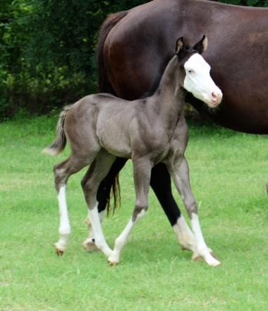 HorseID: 2317099 JUSTA SPLASH BOMB X SHINING C CLEOPATRA - PhotoID: 1103796