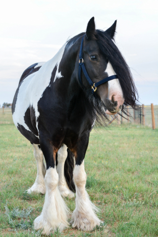 HorseID: 2317101 Kohl's Sweet Stuff - PhotoID: 1103798