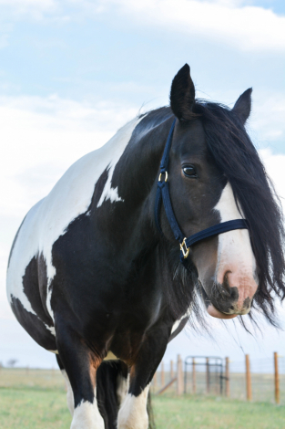 HorseID: 2317101 Kohl's Sweet Stuff - PhotoID: 1103799