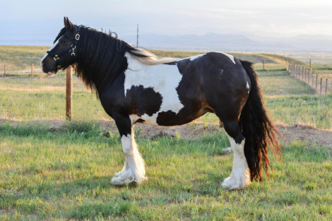 HorseID: 2317101 Kohl's Sweet Stuff - PhotoID: 1103800