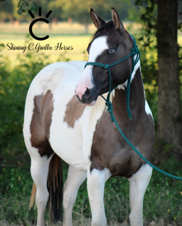 HorseID: 2317106 DBL DUN BLUE - PhotoID: 1103802