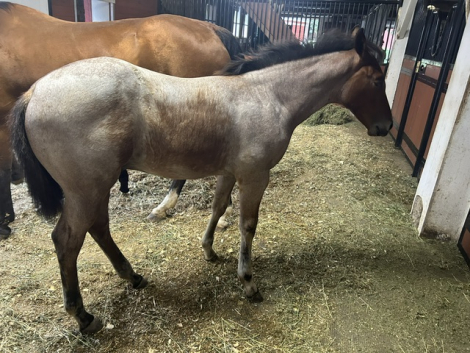 HorseID: 2317113 Stealn Cupids Arrows - PhotoID: 1103811