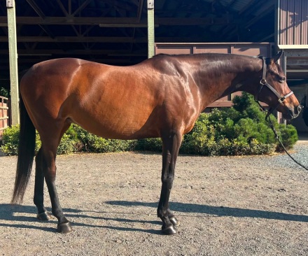 HorseID: 2317114 Canadian Springs - PhotoID: 1103817