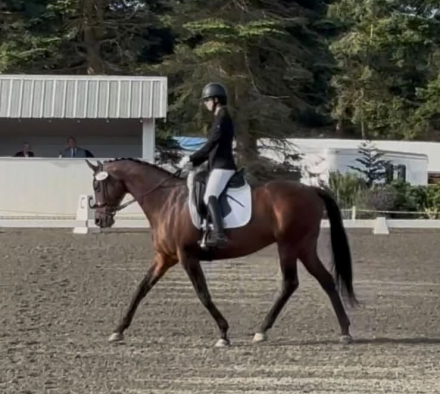 HorseID: 2317114 Canadian Springs - PhotoID: 1103818