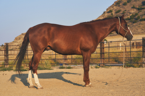 HorseID: 2317116 Big Red Wrapper - PhotoID: 1103820