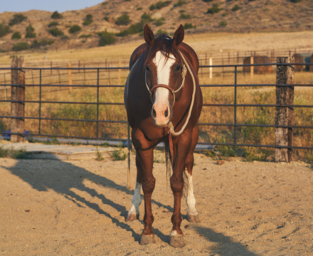 HorseID: 2317116 Big Red Wrapper - PhotoID: 1103821