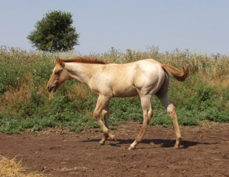 HorseID: 2317118 Doc - PhotoID: 1104713