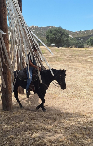 HorseID: 2317122 Dakota - PhotoID: 1103827