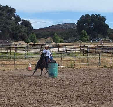 HorseID: 2317122 Dakota - PhotoID: 1103828