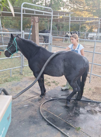 HorseID: 2317122 Dakota - PhotoID: 1103829