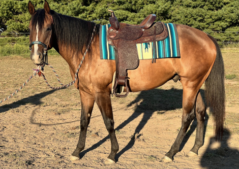 HorseID: 2317124 Surprise Knock Out - PhotoID: 1103834