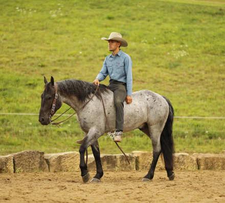 HorseID: 2317127 Seattle - PhotoID: 1103836