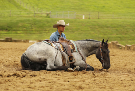 HorseID: 2317127 Seattle - PhotoID: 1103838