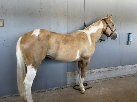 HorseID: 2317130 Trigger - PhotoID: 1103842