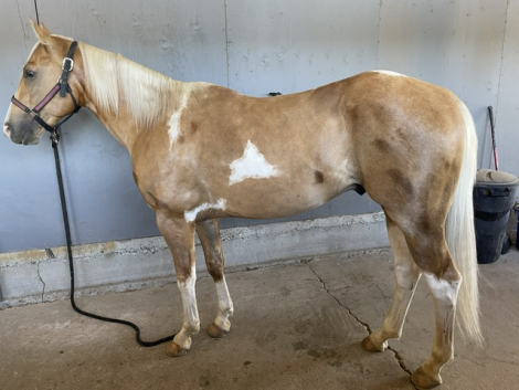 HorseID: 2317130 Trigger - PhotoID: 1103843