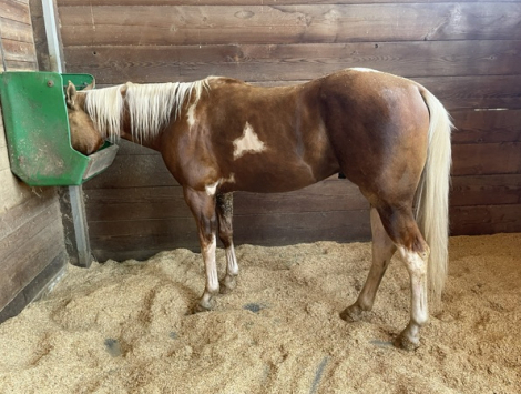 HorseID: 2317130 Trigger - PhotoID: 1103844