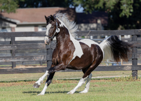 HorseID: 2317132 Nanook - PhotoID: 1103848
